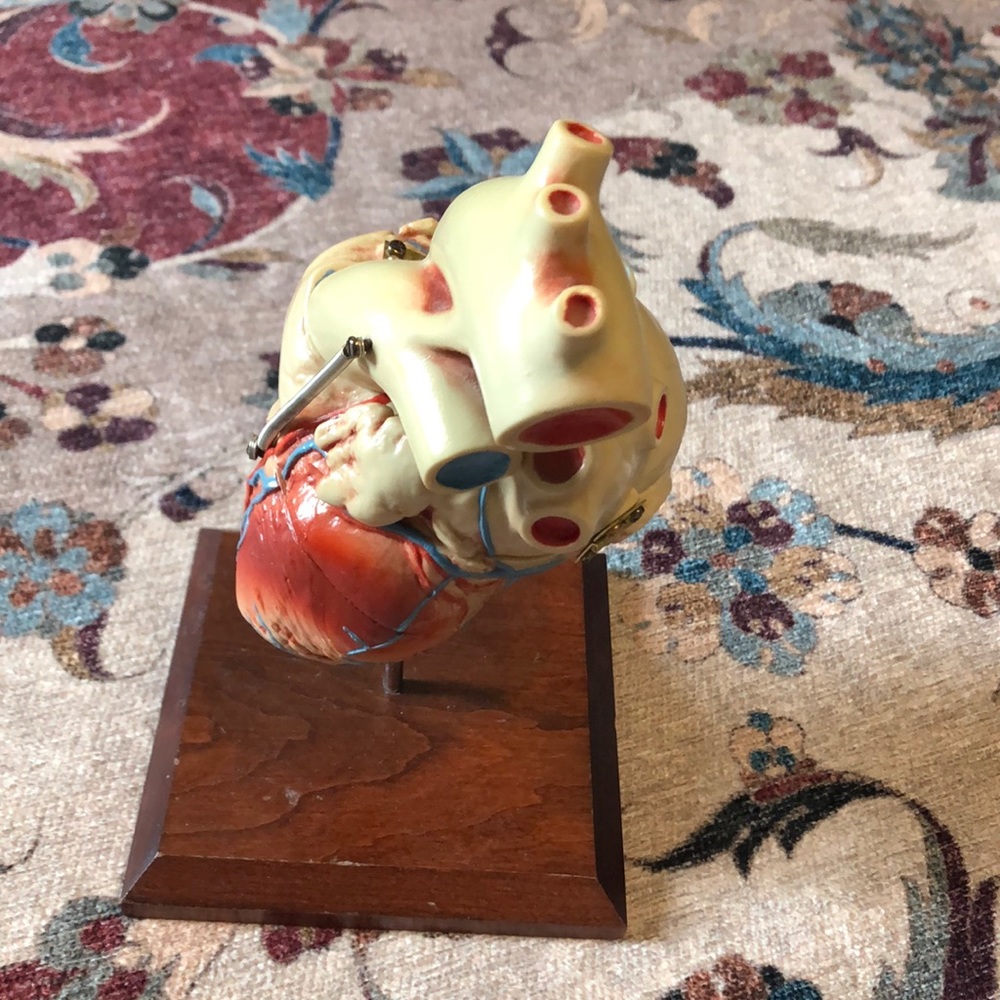 anatomical heart model for office